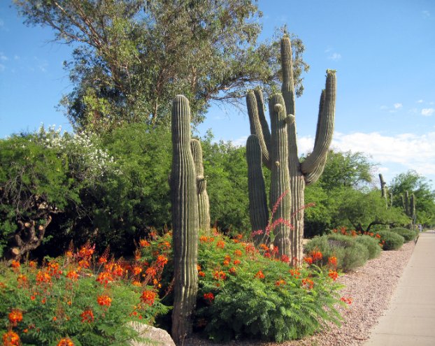 Landscaping with Cactus